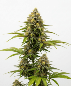 Gushers Seeds featured image