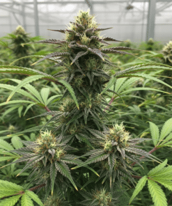 Gushers Seeds image 2