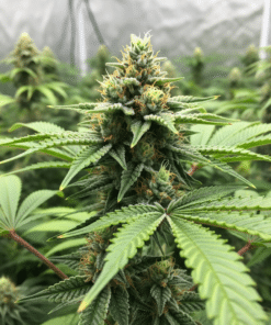 Alternative view of Hektol