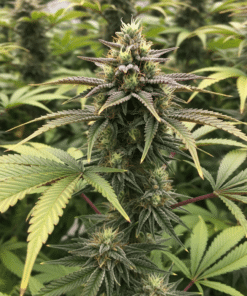 Hellfire OG Seeds image 2