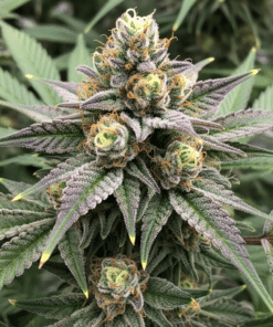 Hellfire OG Seeds image 5
