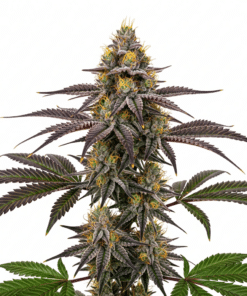 Lava Cake Seeds featured image