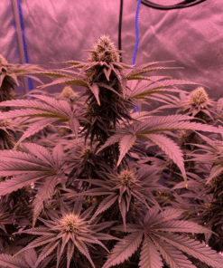 Lava Cake Seeds image 2