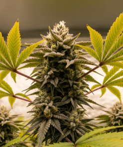 Lava Cake Seeds image 5