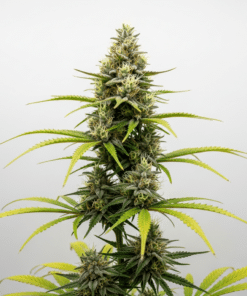 Maui Wowi Seeds featured image