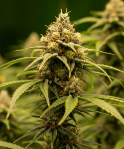 maui wowi seeds image Bundle order position