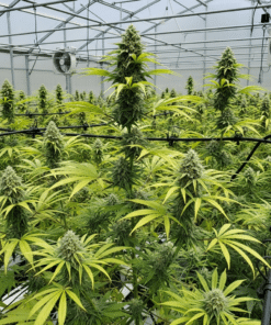 Moby Dick Seeds image 2