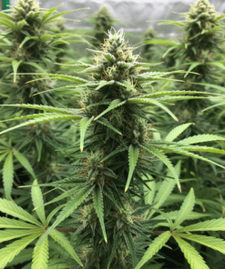 Neville's Haze Seeds featured image