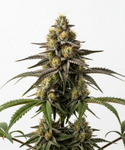 Peanut Butter Breath Seeds featured image