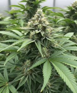 Peanut Butter Breath Seeds image 2