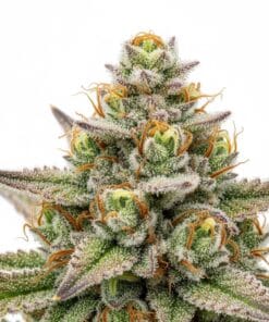 Alternative view of Rosetta Stone