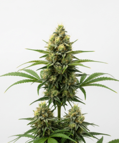 Sour Lemon Seeds featured image