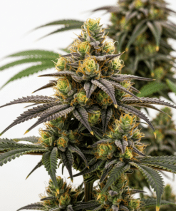 Sundae Driver Seeds featured image