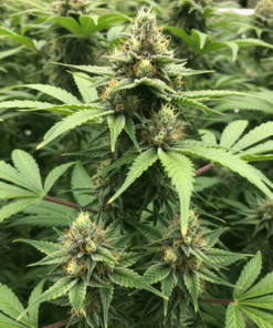 Sundae Driver Seeds image 2