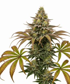 Super Glue Seeds featured image