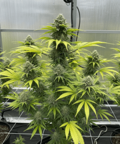 Super Glue Seeds image 2