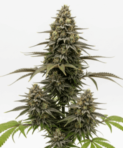 Triangle Kush Seeds featured image