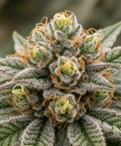 triangle kush seeds image 1