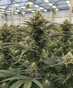 Triangle Kush Seeds image 2