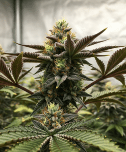 Triangle Kush Seeds image 5