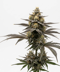 Yumbolt Seeds featured image