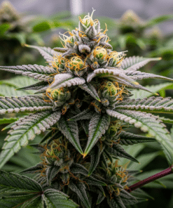 Alternative view of Yumbolt