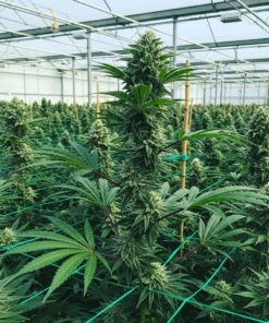 Yumbolt Seeds image 2