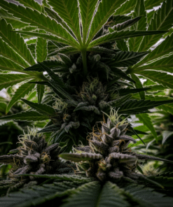 Yumbolt Seeds image 5