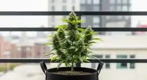 Cannabis Autoflower Cannabis Plant
