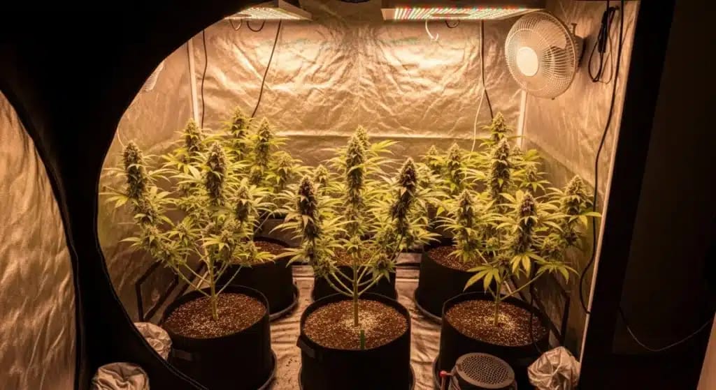 Cannabis Indoor Grow Tent