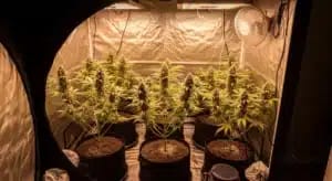 Cannabis Indoor Grow Tent