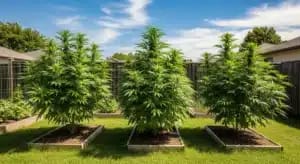 Cannabis Outdoor Cannabis Garden
