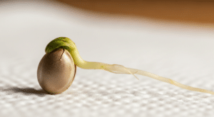 cannabis seed taproot length ready to transplant
