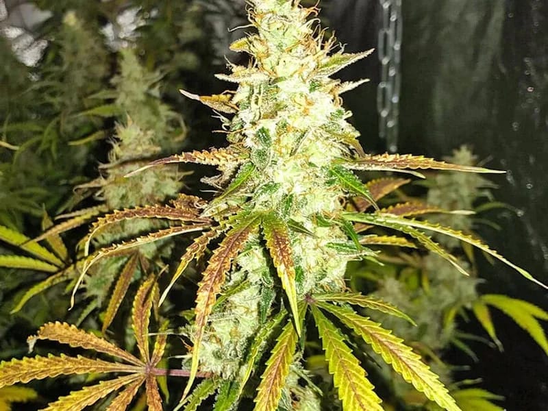 Autoflowering White Widow plant in full flower