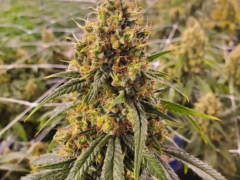 CBD Super Silver Haze plant in flower